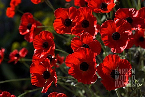 RANUNCULUS_ASIATICUS