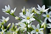 ALLIUM PENDULINUM