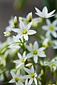 ALLIUM PENDULINUM