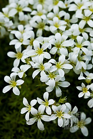 SAXIFRAGA_PEDEMONTANA_SUBSP_PROSTII