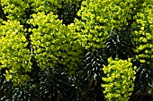 EUPHORBIA CHARACIAS SUBSP. WULFENII LAMBROOK GOLD