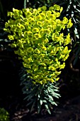 EUPHORBIA CHARACIAS SUBSP. WULFENII LAMBROOK GOLD