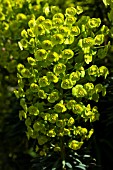 EUPHORBIA CHARACIAS SUBSP. WULFENII LAMBROOK GOLD