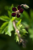 GERANIUM PHAEUM