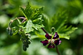 GERANIUM PHAEUM