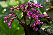 BERGENIA CORDIFOLIA PURPUREA