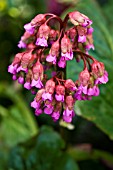 BERGENIA CORDIFOLIA PURPUREA