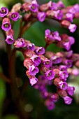 BERGENIA CORDIFOLIA PURPUREA