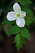 CLEMATIS GRACILIFOLIA