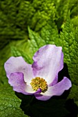 GLAUCIDIUM PALMATUM