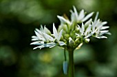 ALLIUM SUBHIRSUTUM