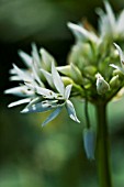 ALLIUM SUBHIRSUTUM