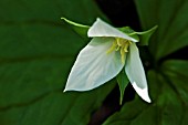 TRILLIUM FLEXIPES