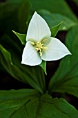 TRILLIUM FLEXIPES