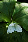 TRILLIUM FLEXIPES