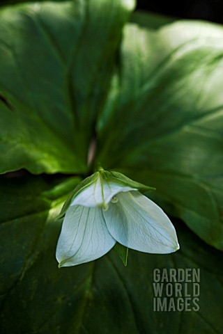 TRILLIUM_FLEXIPES