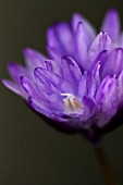 DICHELOSTEMMA CONGESTUM