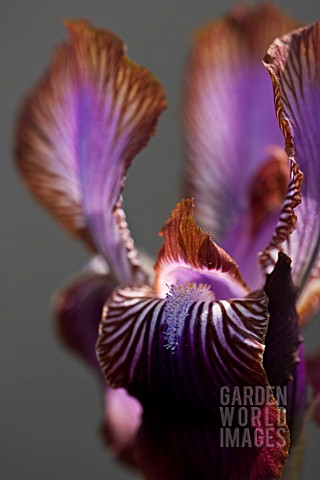 IRIS_STOLONIFERA