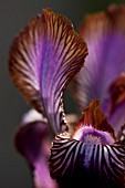 IRIS STOLONIFERA