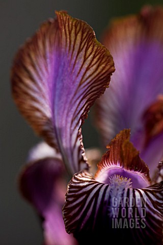 IRIS_STOLONIFERA