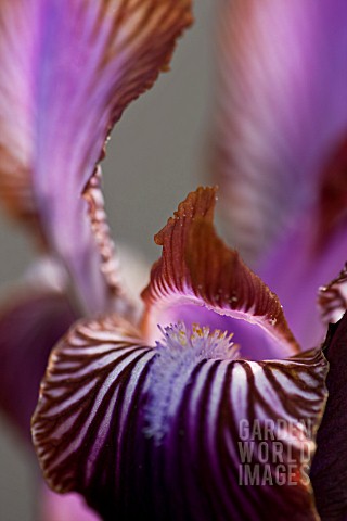 IRIS_STOLONIFERA