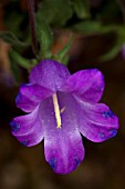 CAMPANULA ORPHANIDEA