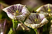 PETUNIA PATAGONICA