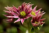 SEMPERVIVUM X FAUCONNETTI