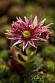 SEMPERVIVUM X FAUCONNETTI