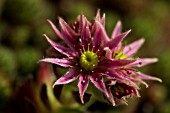 SEMPERVIVUM X FAUCONNETTI