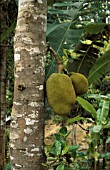 ARTOCARPUS HETEROPHYLLUS,  FRUIT