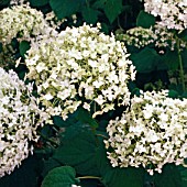 HYDRANGEA ARBORESCENS, (SNOWBALL HYDRANGEA)