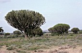 EUPHORBIA CANDELABRA,  THE CADELABRA TREE IN KENYA.