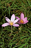 COLCHICUM AUTUMNALE,  MEADOW SAFFRON,   GROWING IN THE GROUND