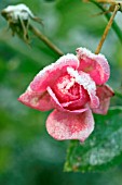 ROSE WITH FROST