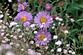 GYPSOPHILA PANICULATA BRISTOL FAIRY AND ASTER NOVI BELGII