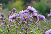 ASTER NOVI BELGII