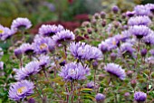 ASTER NOVI BELGII