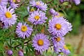 ASTER NOVI BELGII