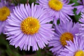 ASTER NOVI BELGII