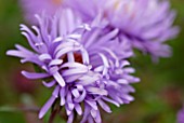 ASTER NOVI BELGII