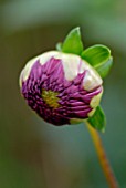 DAHLIA FLOWER BUD