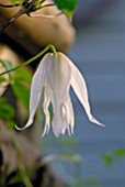 CLEMATIS BROUGHTON BRIDE