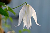 CLEMATIS BROUGHTON BRIDE