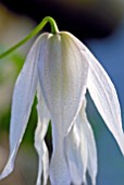 CLEMATIS BROUGHTON BRIDE