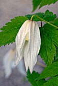 CLEMATIS BROUGHTON BRIDE