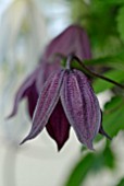 CLEMATIS BRUNETTE