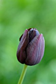 TULIPA QUEEN OF NIGHT