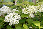 HYDRANGEA ARBORESCENS ANNABELLE