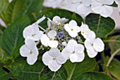 HYDRANGEA MACROPHYLLA BACHSTELZE